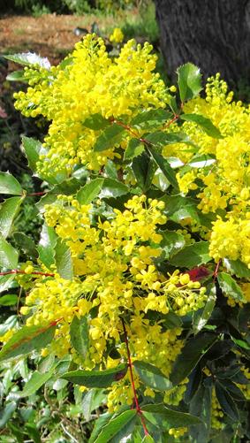 Flowers, Canberra, ACT.